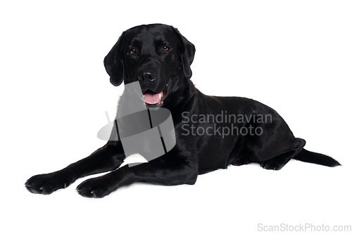 Image of Happy balck labrador retriever dog 