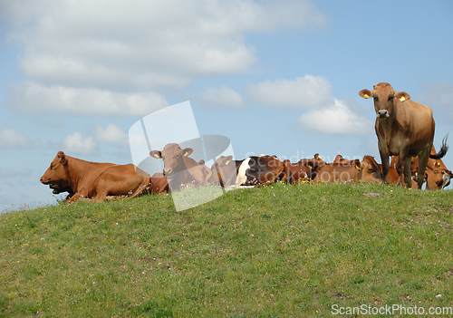 Image of Cows resting on green grass