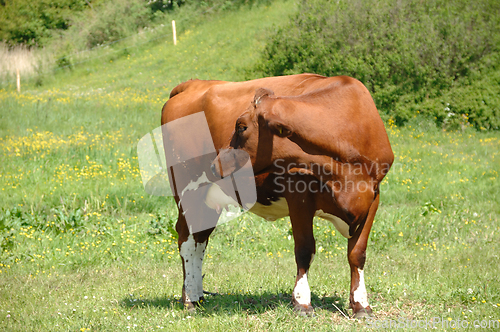 Image of cow is standing on green grass