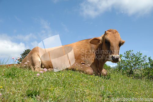 Image of cow is resting on green grass