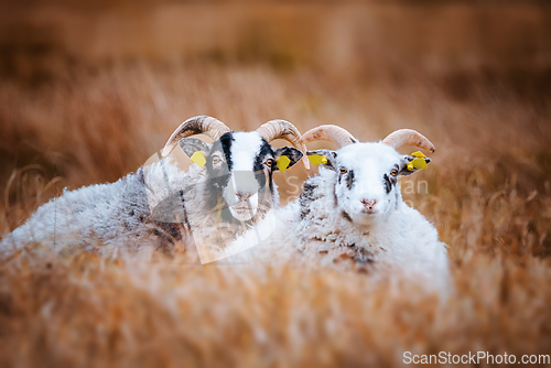 Image of Cute goat couple relaxing in the tall grass