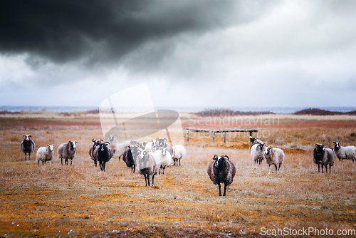 Image of Goat flock in cloudy weather by the sea