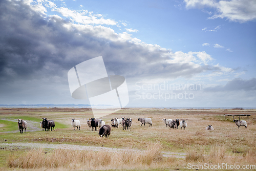 Image of Sheep grazing on a dry land close to the sea