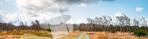 Image of Autumn panorama scenery of birch trees