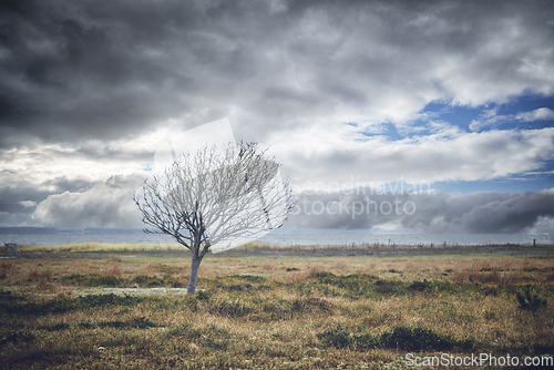 Image of Lonely tree without leaves on a meadow