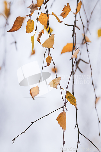 Image of Autumn birch tree leaves hanging