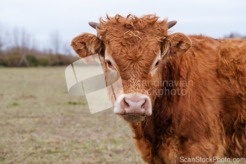 Image of Young calf of a cow with red fur