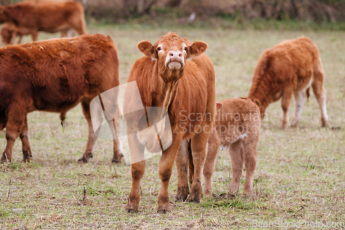 Image of Cattle grazing on a field in the autumn