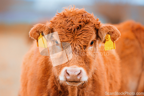 Image of Cute brown cow with yellow ear marks