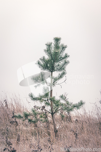 Image of Small pine tree standing alone in frozen grass