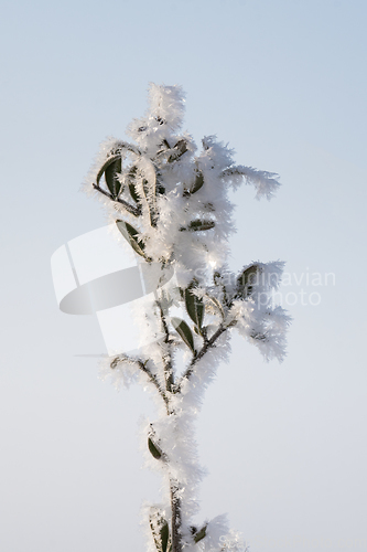 Image of Frozen plant with beautiful frostbites