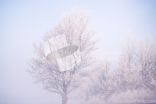 Image of Tree covered with frost on a cold day