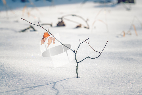 Image of Small beech tree with golden colored leaves