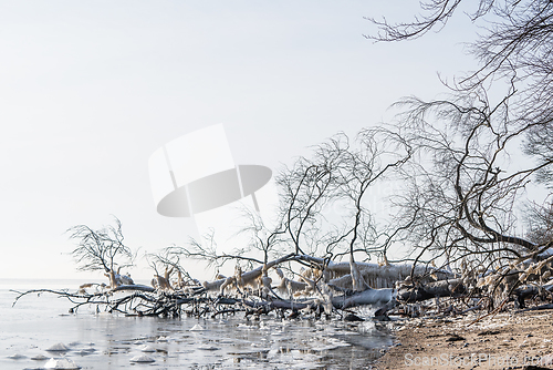 Image of Frozen tree with icicles hanging