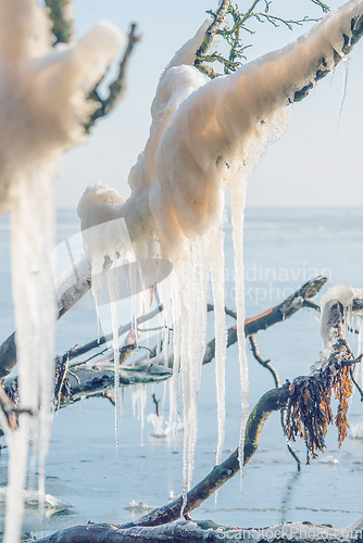 Image of Icicles hanging from a branch by the sea