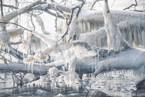 Image of Icicles on a frozen tree by the seashore