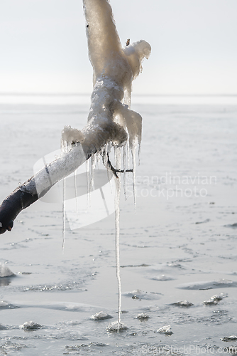 Image of Long icicles hanging from a branch