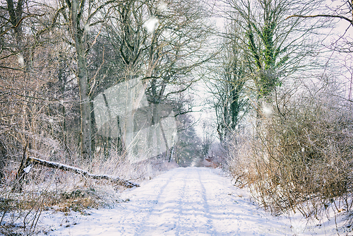 Image of Snow on a forest trail in the wintertime