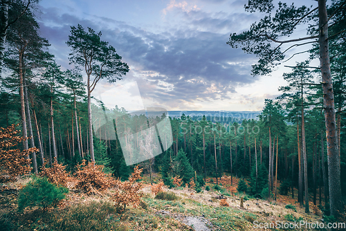 Image of Pine tree forest in the sunset