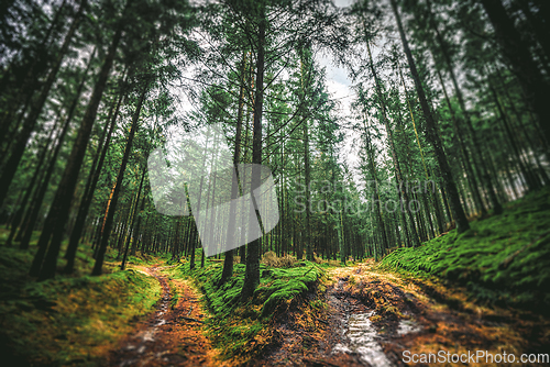 Image of Pine trees in the forest