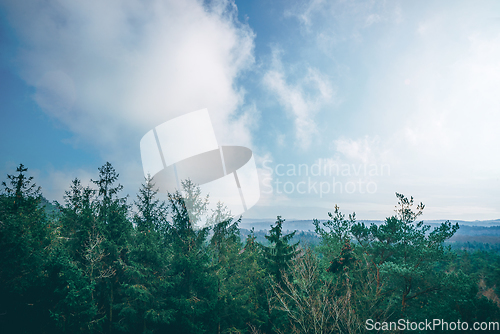 Image of Tree tops in a misty forest