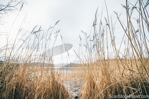 Image of Tall rushes by an idyllic lake in the fall