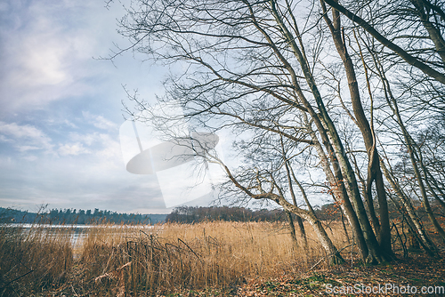 Image of Trees near a lake in a beautiful autumn landscape