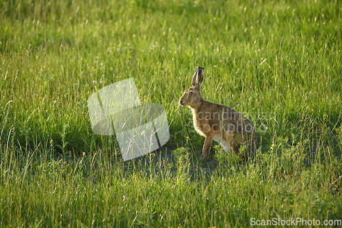 Image of Large hare on a green meadow in the summer