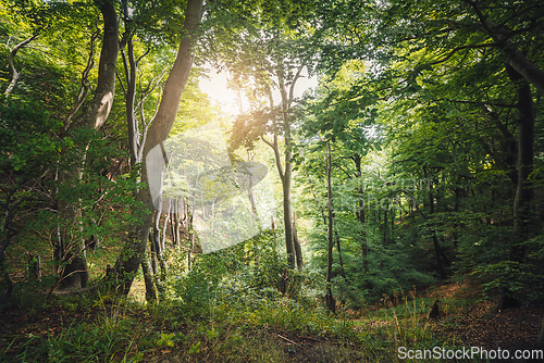 Image of Green forest with sun peaking through the leaves