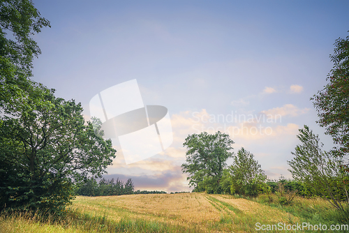 Image of Wheat crops in a rural summer landscape