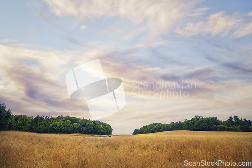 Image of Summer landscape with golden grain crops