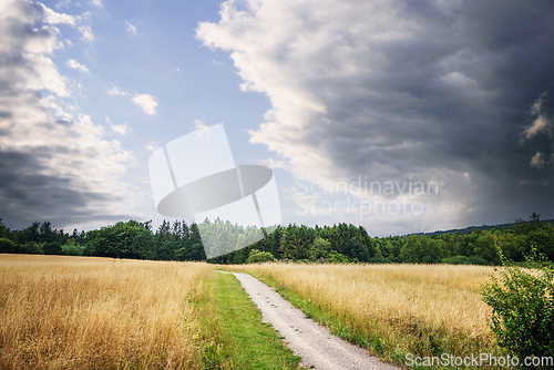 Image of Rural dirt road surrounded by golden field