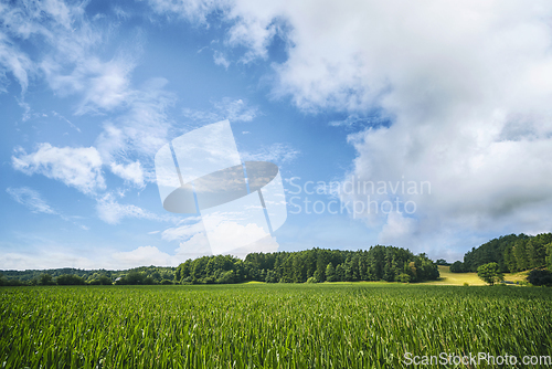 Image of Green crops on afield in the summer