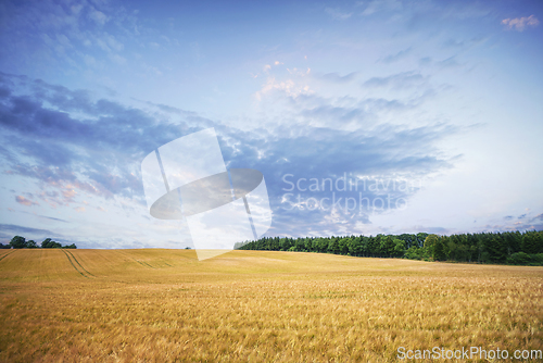 Image of Golden grain in a summer landscape