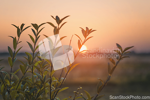 Image of Rural sunrise with a green plant