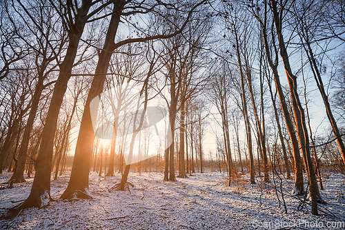 Image of Sunrise in the forest with snow on the ground
