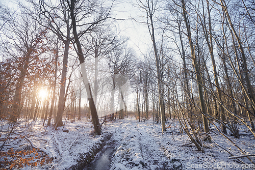 Image of Sunrise in the forest with snow on the ground