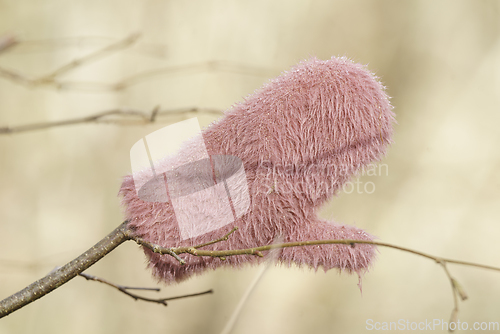 Image of Lost mitten on a branch in a bright forest