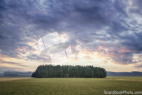 Image of Small pine tree forest