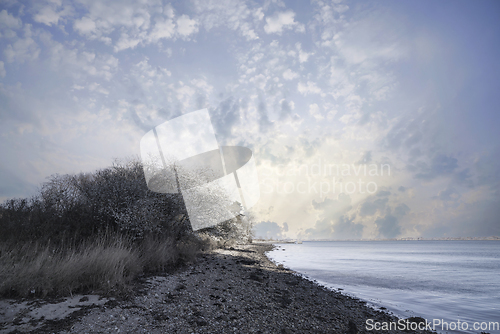 Image of Blooming tree on a pebble beach