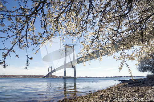 Image of Large bridge over water with a blooming tree