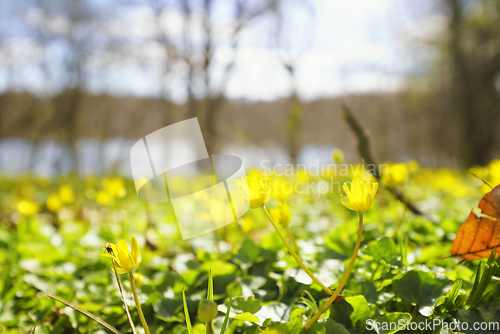 Image of Yellow eranthis blooming in the sun