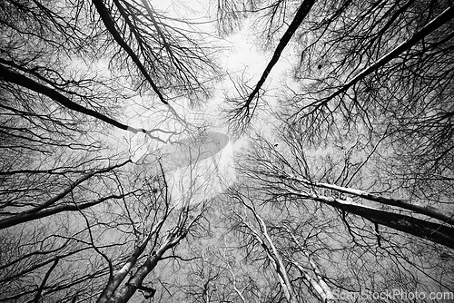 Image of Treetops reaching for the sky