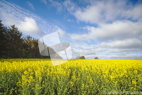 Image of Yellow rapeseed field on a sunny day