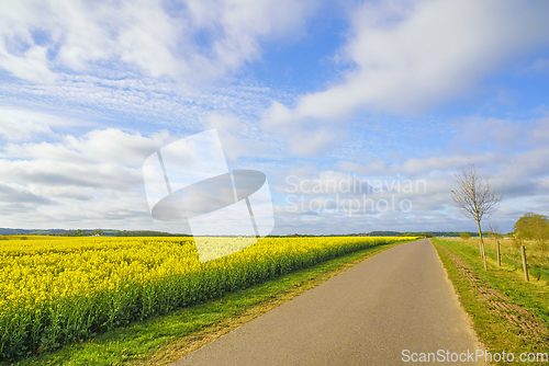 Image of Countryside road with a yellow blooming canola field