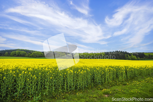 Image of Beautiful rapeseed field with yellow flowers