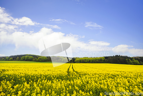 Image of Yellow canola field with tire tracks
