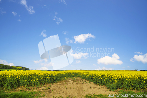 Image of Dry soil at a canola field in a rural landscape
