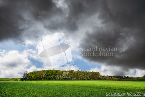 Image of Green field in front of a small forest