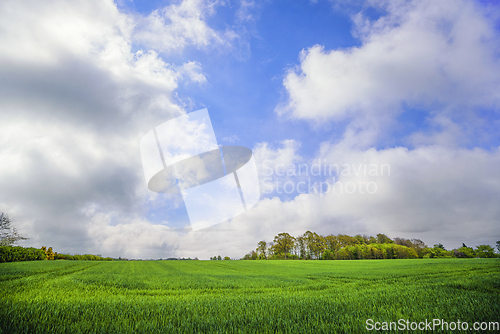 Image of Green field under a blue sky